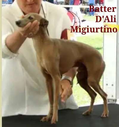 Batter D'Ali Migiurtino