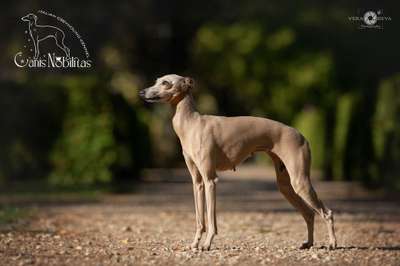 Canis Nobilitas Candy
