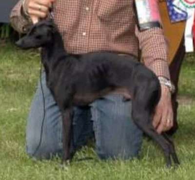 Vertragus Zorro
