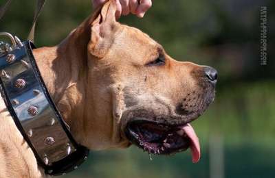 KIKE DE REY GLADIADOR (DOGO)