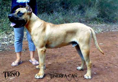 TENO DE TINERFA-CAN