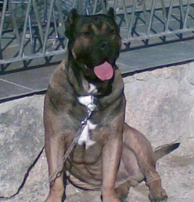 ORLANDO DE KING ZULU