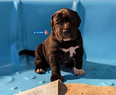 FENIX DE PCRP KENNEL