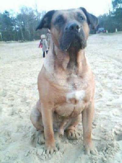 BANDITO EL PERRO DIABLO