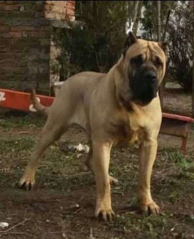 FEDOR - BALKAN LINE P.U. KENNEL