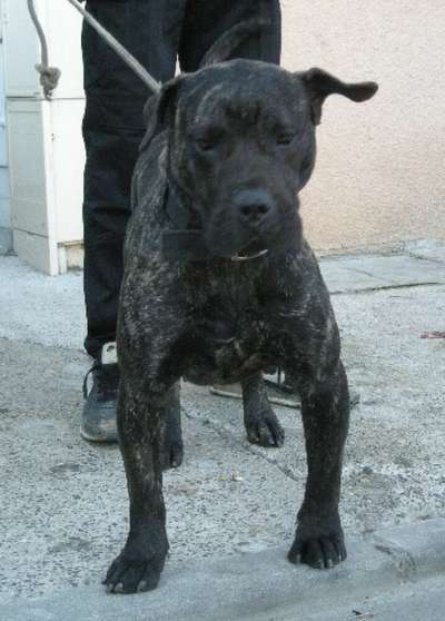 KIA DE BARNACAN BULL