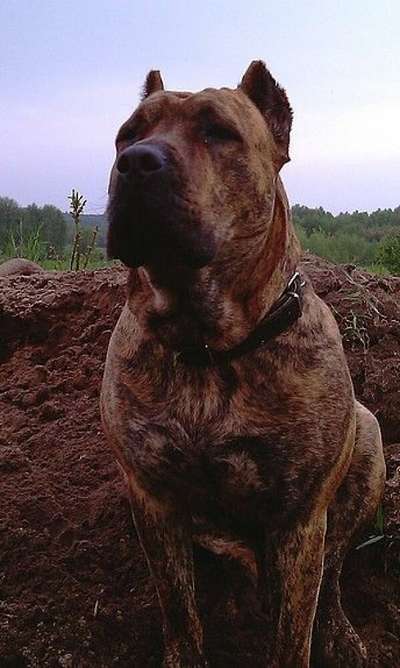 LEONSJA DOLINA ROSY