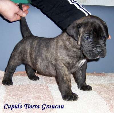 CUPIDO DE TIERRA GRANCAN