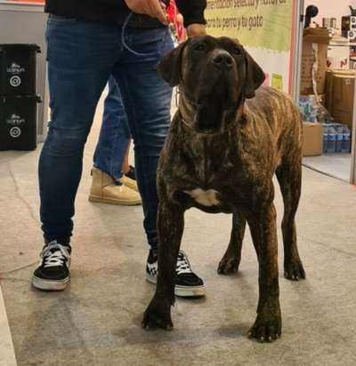 COVADONGA DE FENCING DOGS