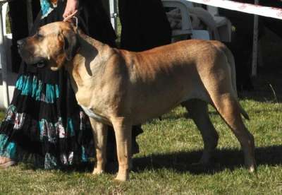 BONNIE DE LA CIENDA DEL PERRO