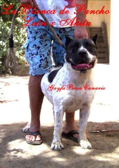 BLANCA DE PANCHO