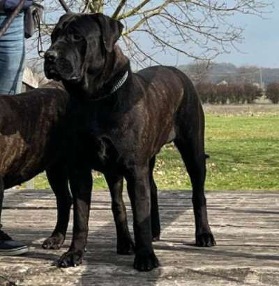 NUESTROS GRANDES PERROS ATHOS