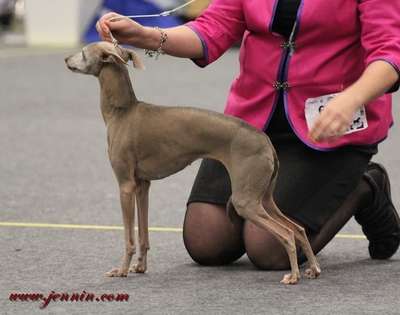Abolla Lady Von Lampola