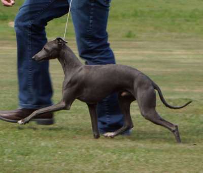 Marchwind Thriller