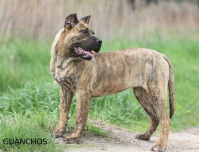 VAGUERA DE SPALATO BULL