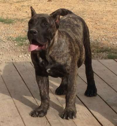 AALEXIS DE BARNACAN BULL