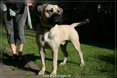 BURGO DORAMUS (MATCHO)