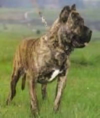 NERON DE ANCOR WARRIOR