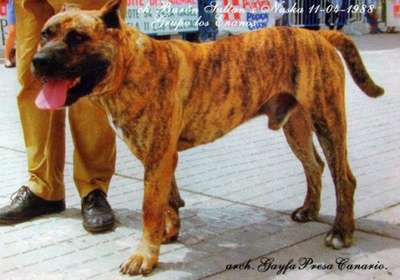 BARON (DE LOS ENANOS)