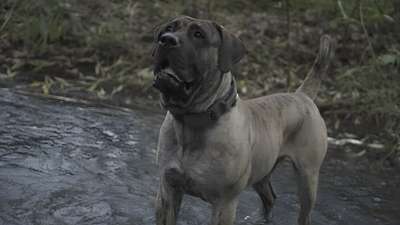 BOSS BULL CANARIO CHOPPER