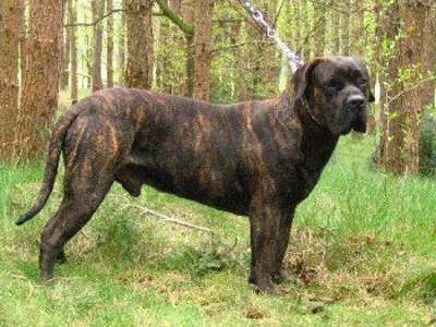 VIGO DE BARNACAN BULL