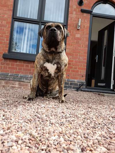 BOSS BULL CANARIO COBRA