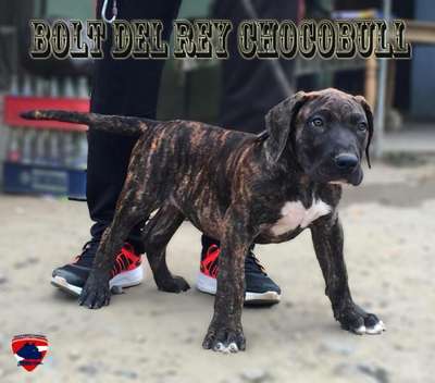 BOLT DEL REY CHOCOBULL´S