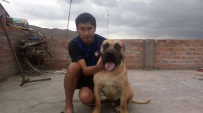 APOLO DEL REY CHOCOBULL'S