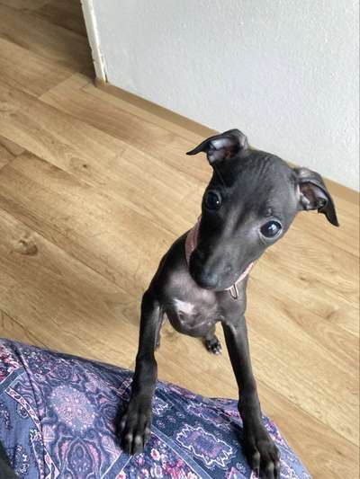 La Petite Noire Carskyj Borsjatnik
