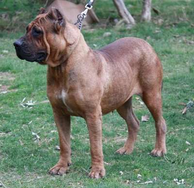 HATUN TIMDOGKENNEL