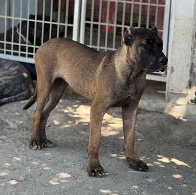 B’ LEONA DE KING ZULU