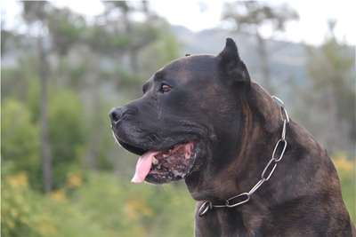 EL DIABLO DE LUCIA PURPURES