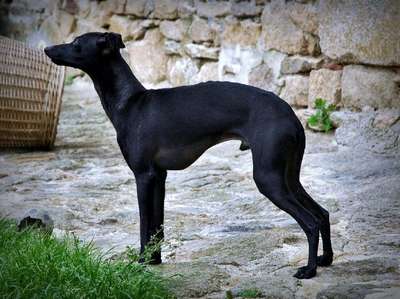 Don Carlos Du Merle Blanc