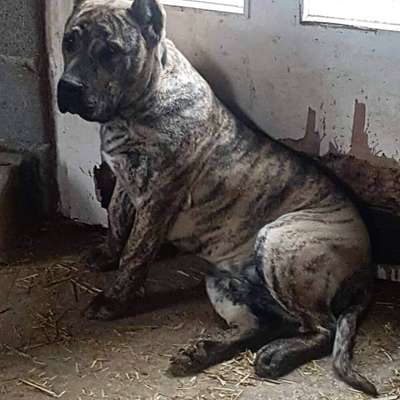 CANNABIS ARDOR BULL