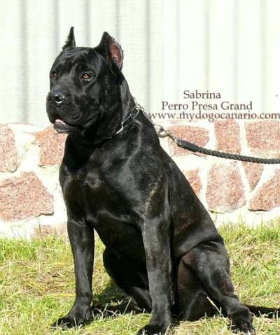 SABRINA PERRO PRESA GRAND