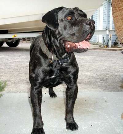 MAMBA DE BARNACAN BULL