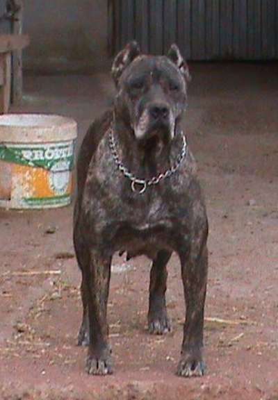 GRIMONA