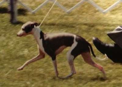 Bravehound's Lil Blu Crush