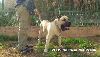 ZEUS DE CASA DEL PRESA