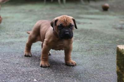 BALOU