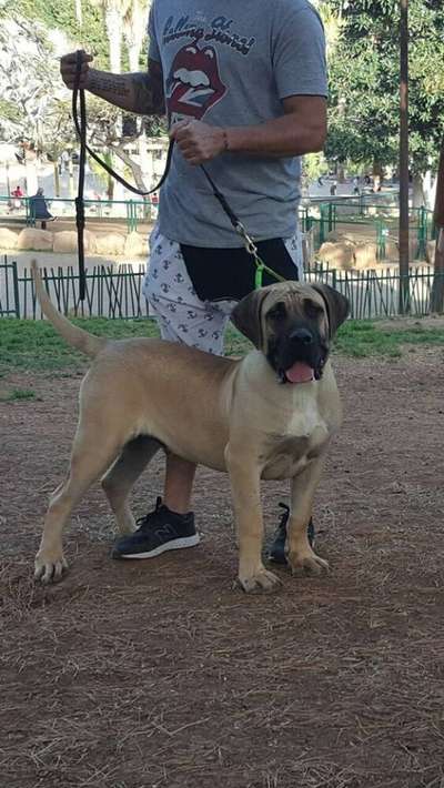 CROCOP DE GAROEBULLDOG