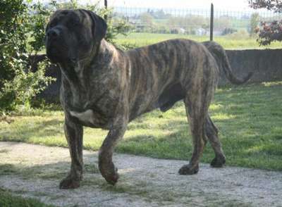 FURIO DE ROYAL PRESA