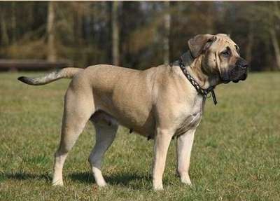 FORTUNA PERROS DE PRESA (AMINA)