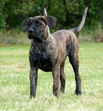 PRESAGAUTE'S RAGNHILD