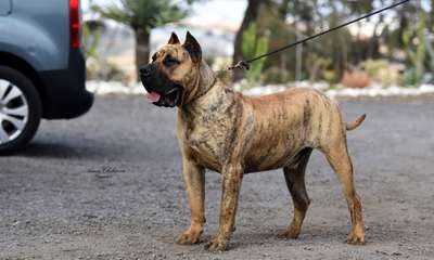 ORION DE BREVIERCAN