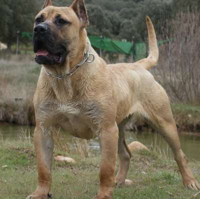 DANA DE BARNACAN BULL
