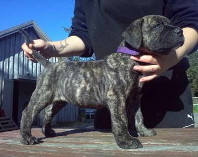 GARM DE CANARIO'S CORONA