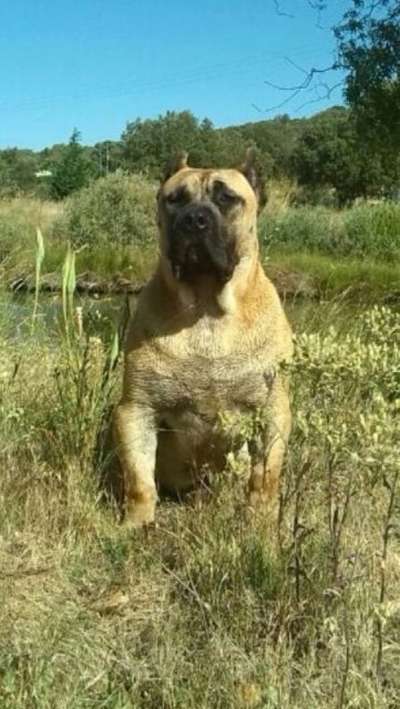 MILAGRO DE BARNACAN BULL
