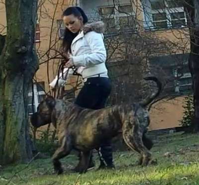 BOSS BULL CANARIO FOREST (BABY)
