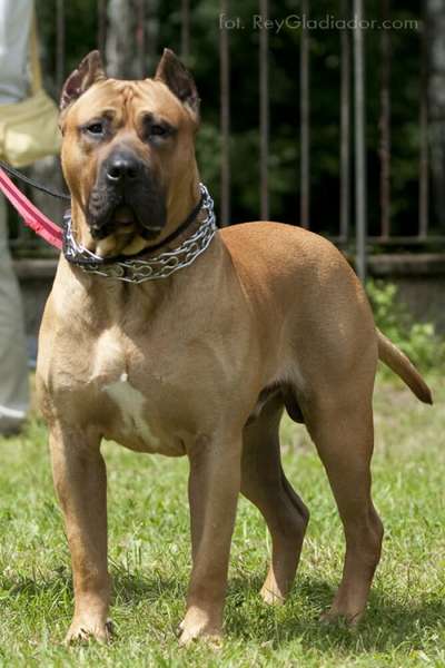UGIER KING JASMIN